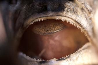 do fish have teeth|Understanding The Different Types And Functions Of Fish Teeth.